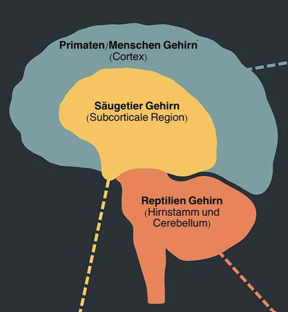 Vom Reptiliengehirn zur reflektierenden Vernunft – warum Traumareaktionen unwillkürlich ablaufen