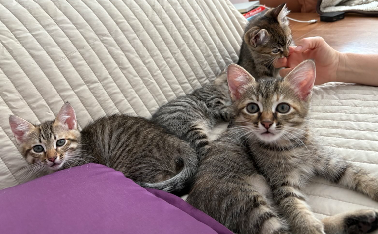 Bald ist unser Katerchen Kleo da!