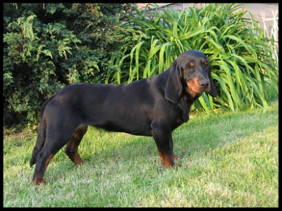 ANEŻKA z Psiarni Wojskiego - kennel Psiarni Wojskiego Poland