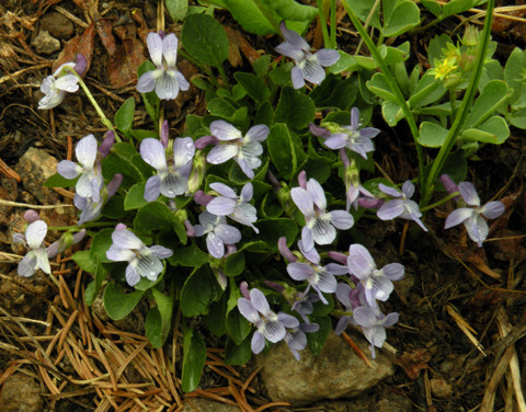 Violets
