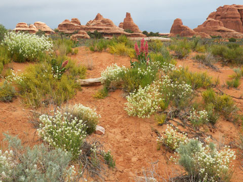 The Desert in Bloom