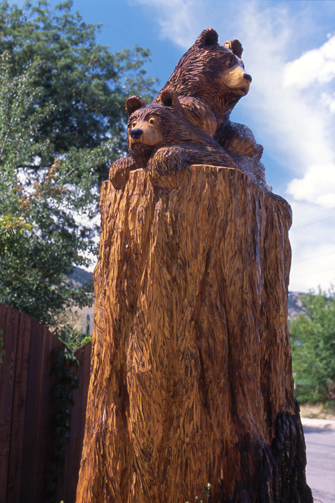 What to do with a dead tree 1
