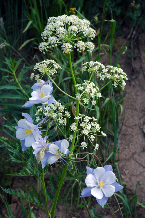 Columbine and Cow Parsnip