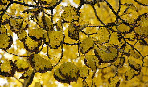 Aspen Leaves