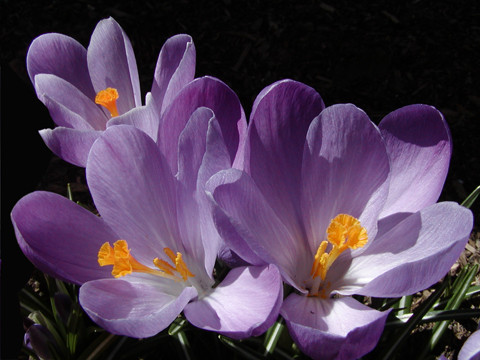 Crocus