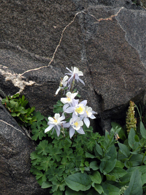 Columbines and Gneiss