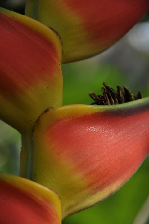 Lobster Claw Plant