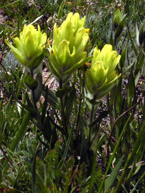 Indian Paintbrush
