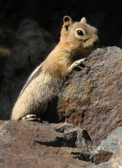 Ground Squirrel