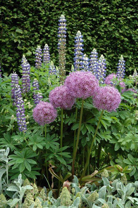 Along the Flower Walk at Villa Abelin