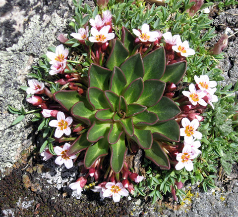 Alpine Spring Beauty