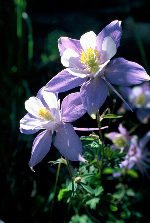 Columbines