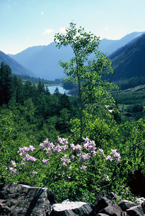 Maroon Lake with Columbines