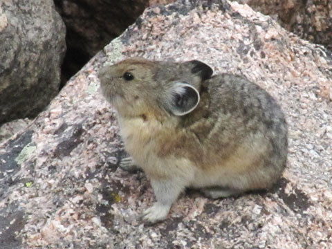 Pika