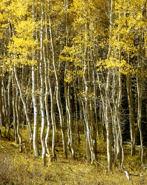 Near Kebler Pass