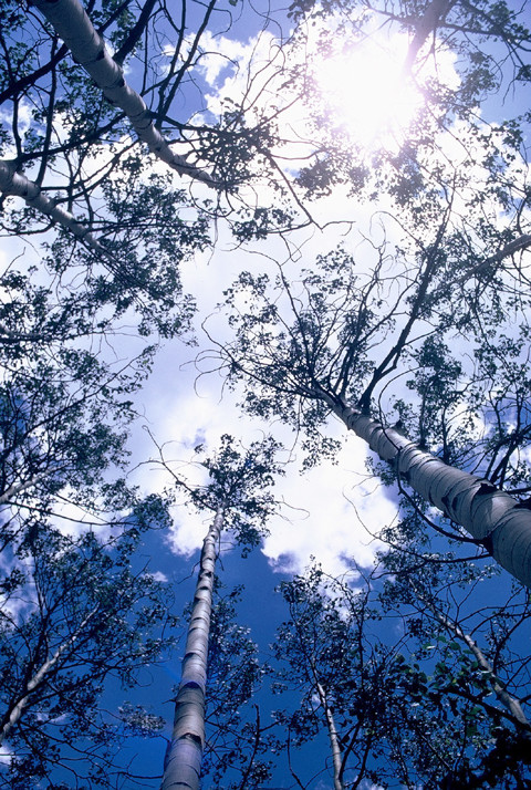 Aspens near Aspen