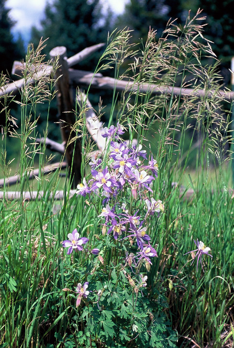 Columbines