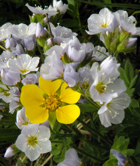 Cinquefoil in Jacob's Ladder