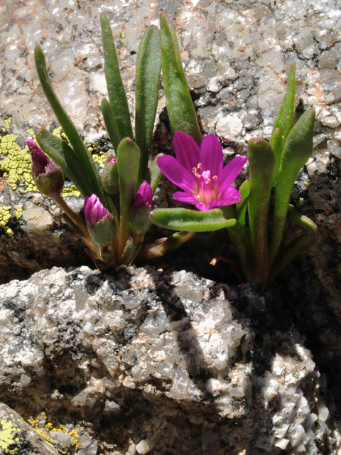 Alpine Primrose