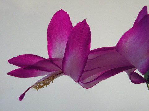 Marni's Christmas Cactus