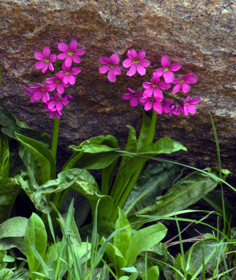 Parry Primrose