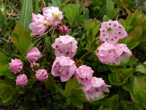 Mountain Laurel