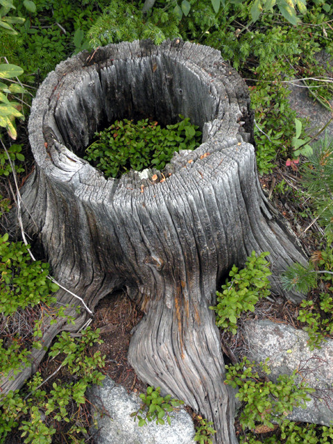 Stump