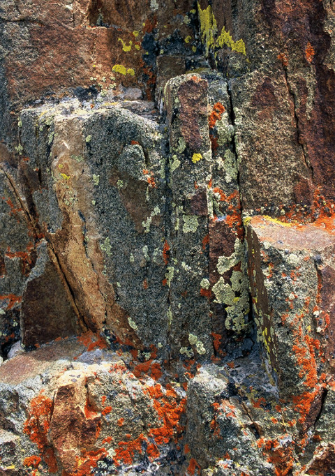 Lichen at Blue Lakes Pass