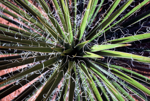 Yucca