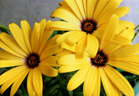 Osteospermum
