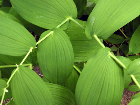 Solomon's Seal