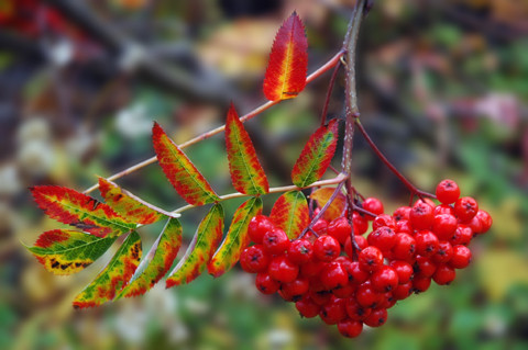 Berries on McClure Pass