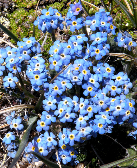 Alpine Forget-Me-Not