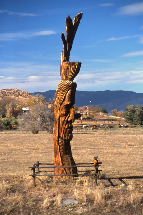 What to do with a dead tree 2