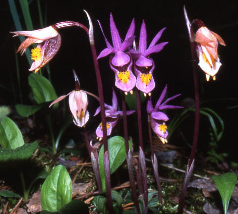 Calypso Orchids
