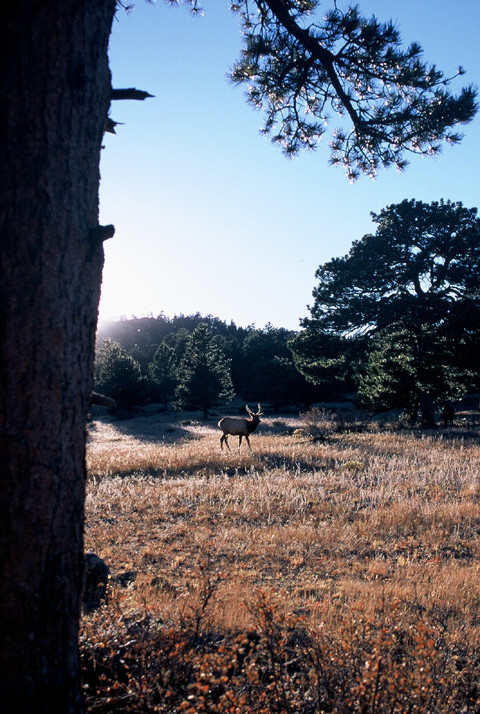 Elk Standing in his Field