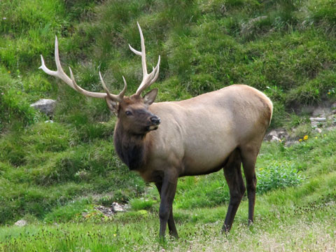 Elk in Rocky Mountain National Park
