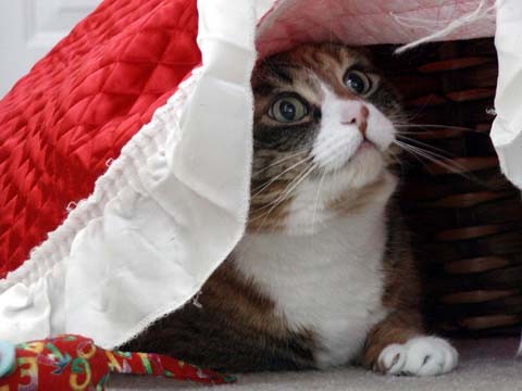Contemplating Mischief