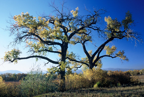 Trees on Cherryvale Road