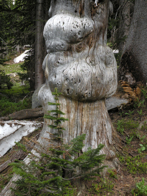 The Elephant Tree