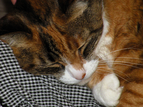 The Lion Sleeps Tonight