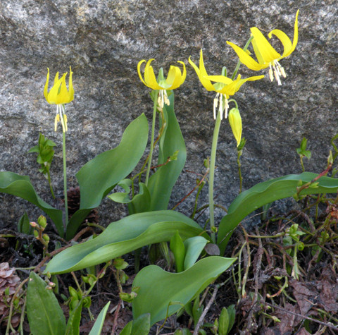 Glacier Lilies