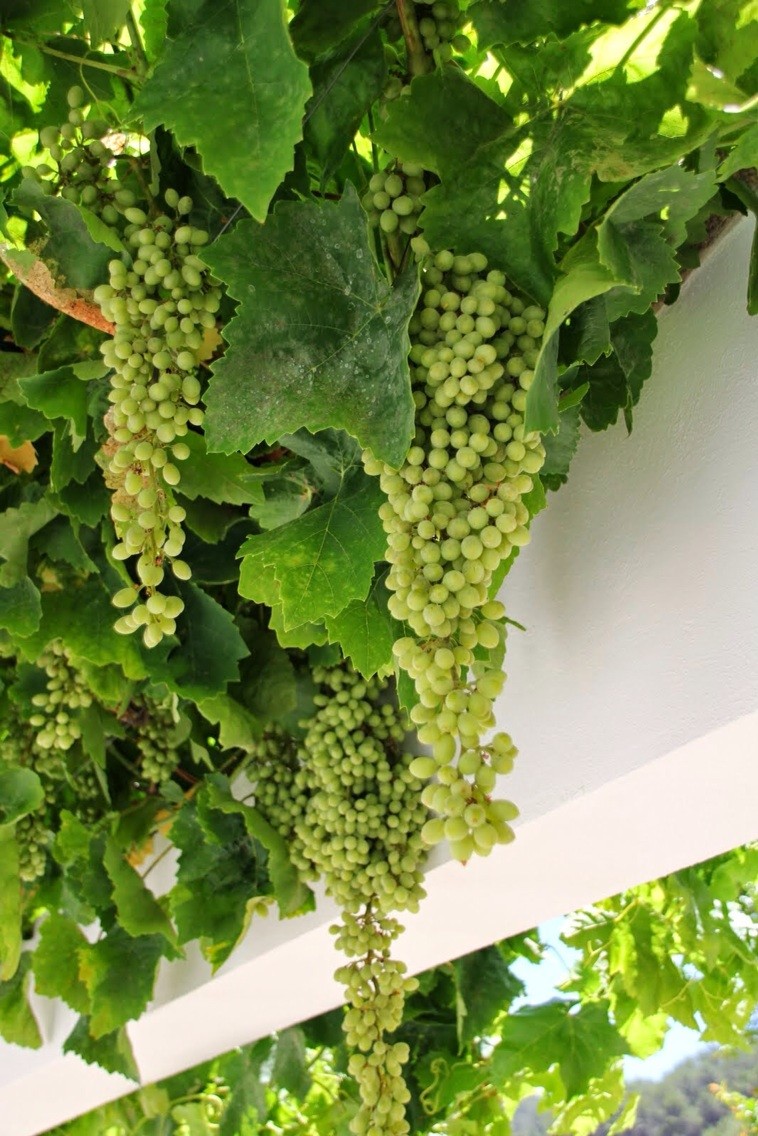Eigener Wein