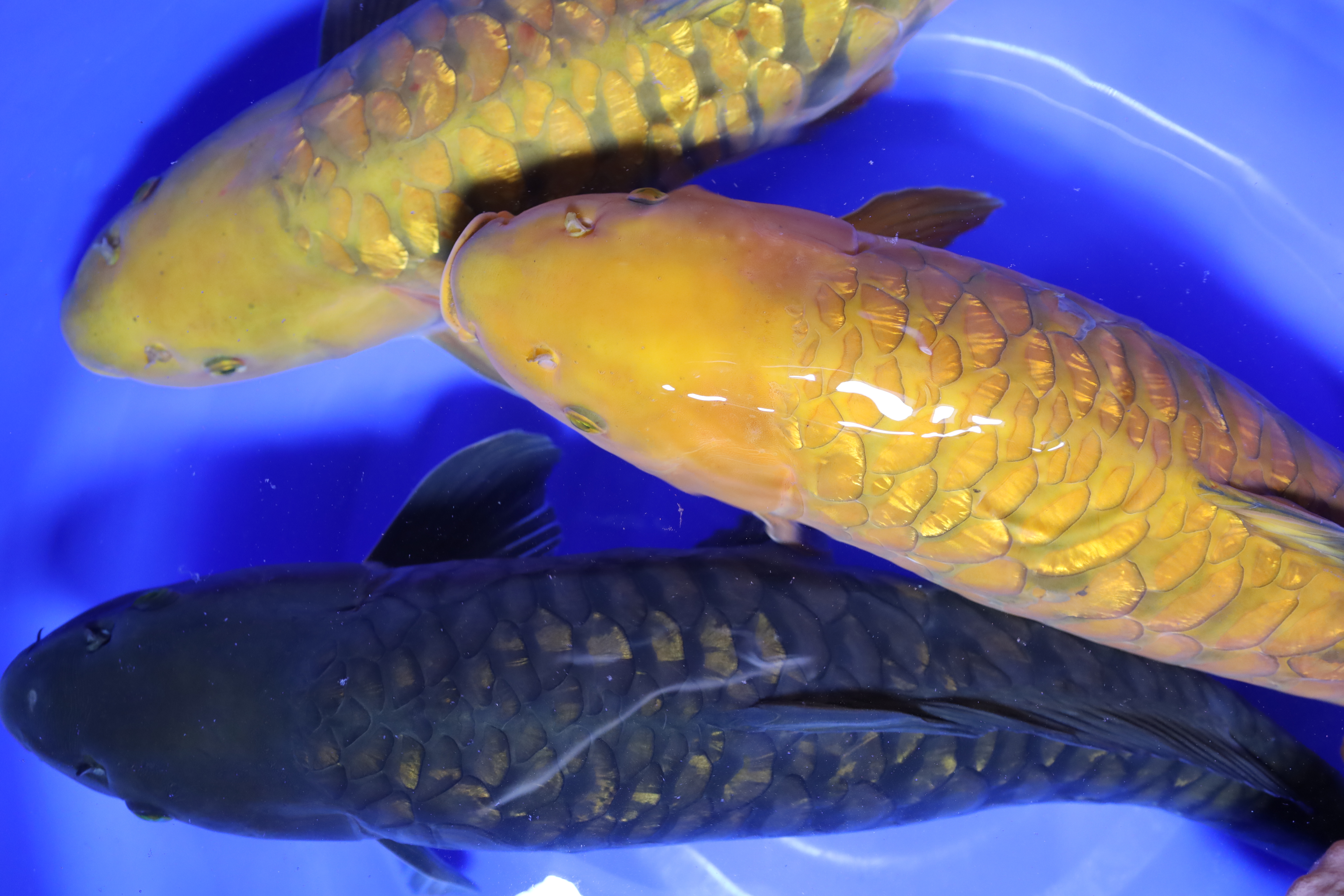Koi 40 - 50 cm - KGB Berlin  Premium Koi, Aragoke & Bonsai