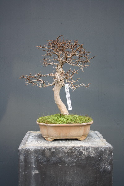 standort bonsai ficus Bonsai Ficus microcarpa Ginseng Chinesische Feige