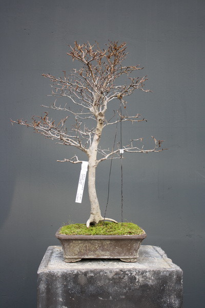 Fagus Crenata Koi Grunpflanzen Bonsai Kgb In Ludwigsfelde Bei
