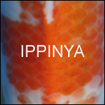 Ippinya