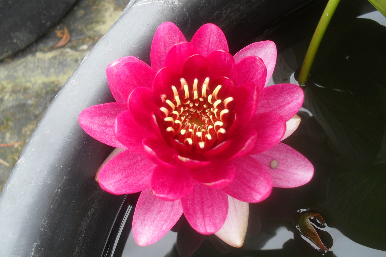 Seerose Fireball Koi Grünpflanzen Bonsai KGB in Ludwigsfelde (bei