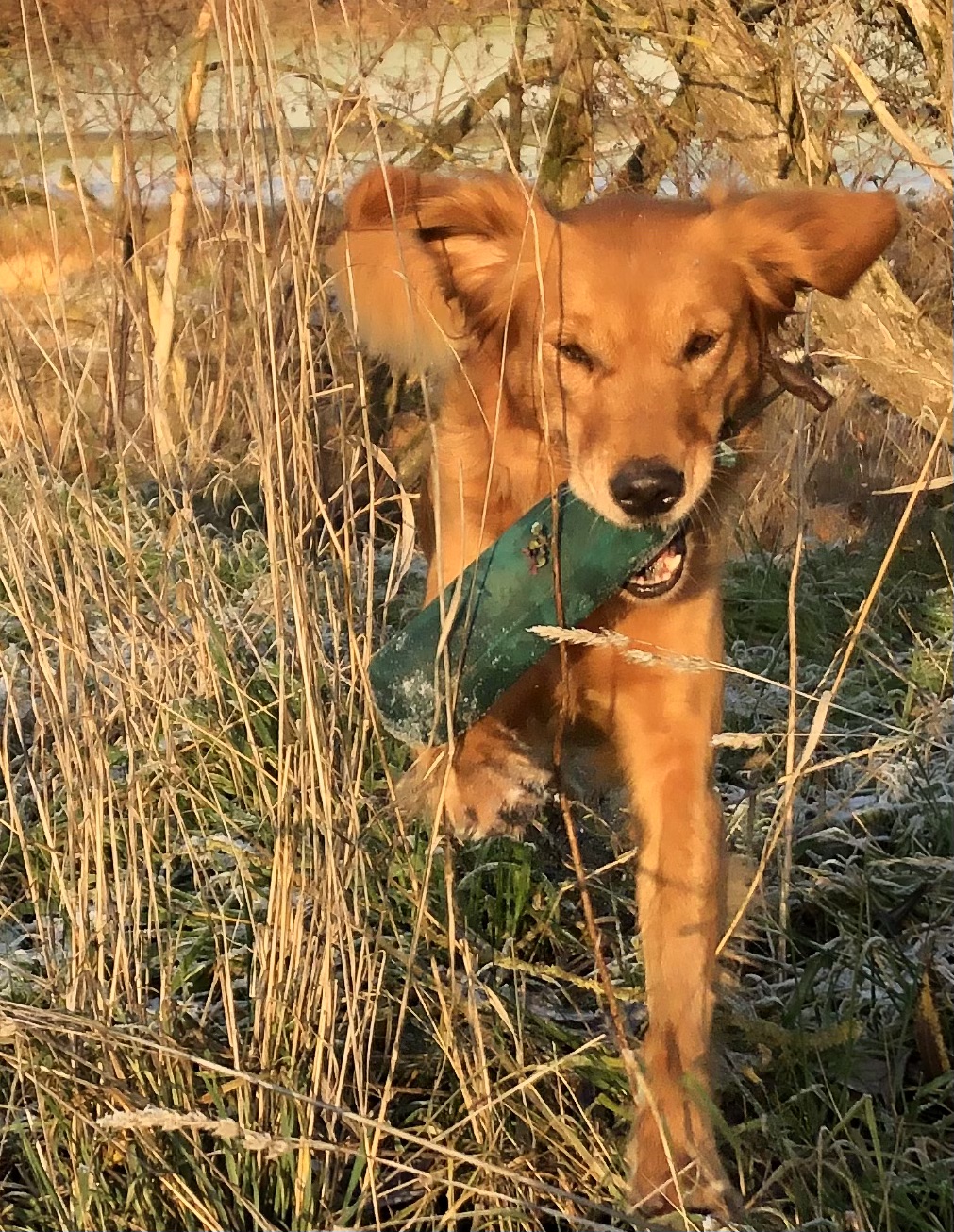 Hundeschule Marburg Claudia Funke