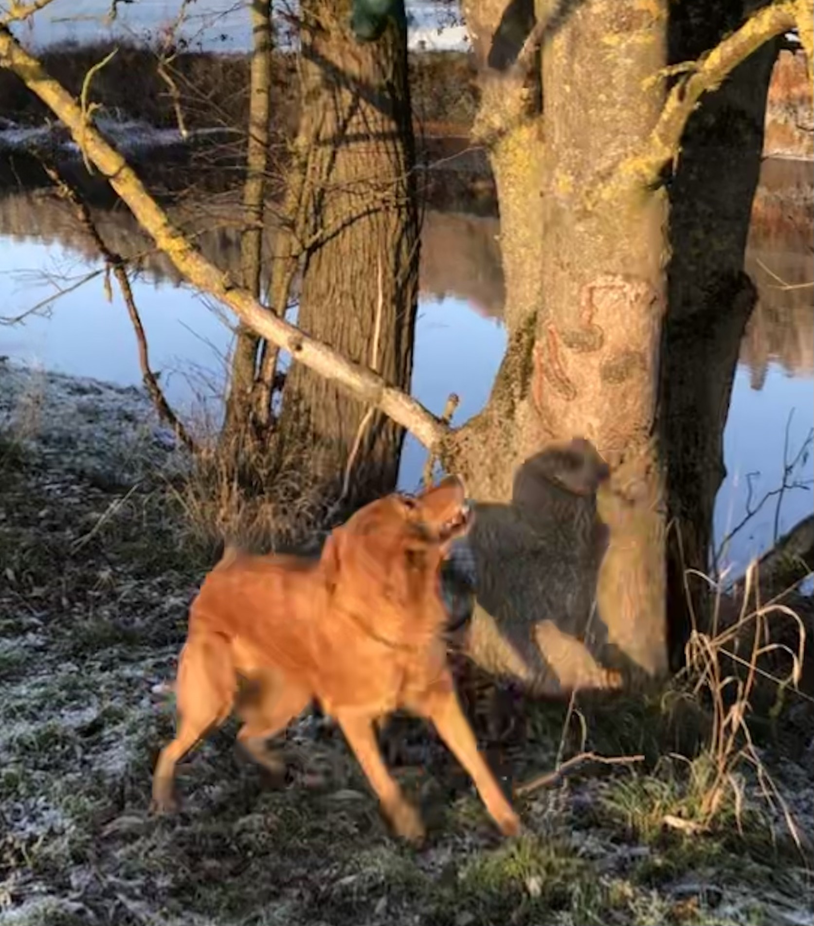 Hundeschule Marburg Claudia Funke